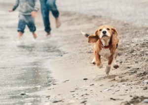 Sonoma County Regional Parks allows leashed (six feet or less) and licensed dogs at all parks. Keep clicking through the gallery to see where else you can take your dog in Sonoma County.