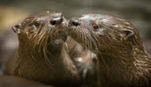 Curious juvenile river otter pups splash around in the aquatic rehabilitation pond at Sonoma County Wildlife Rescue in Cotati. (photo by John Burgess/The Press Democrat)