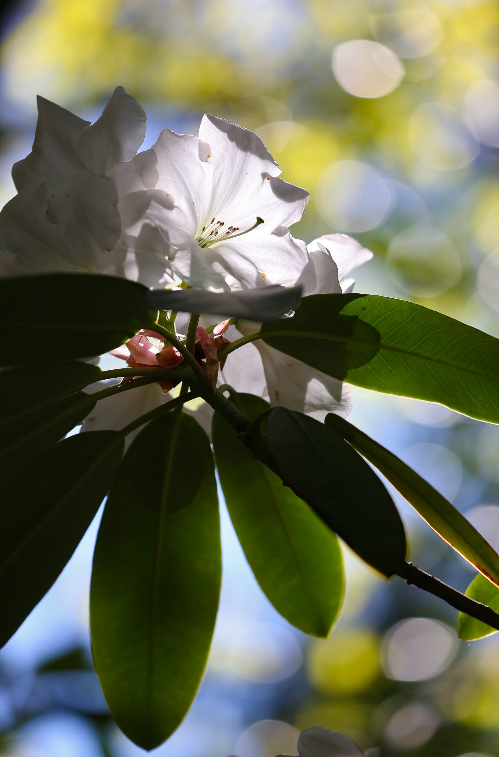 Botanica Nursery and Gardens (formerly Hidden Forest Nursery) 