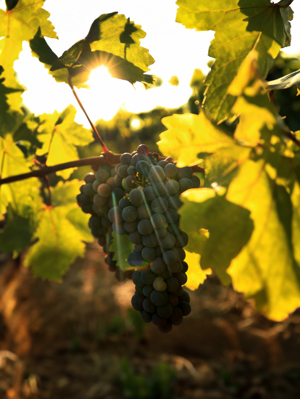 Grapes from Monte Rosso Vineyard in Sonoma