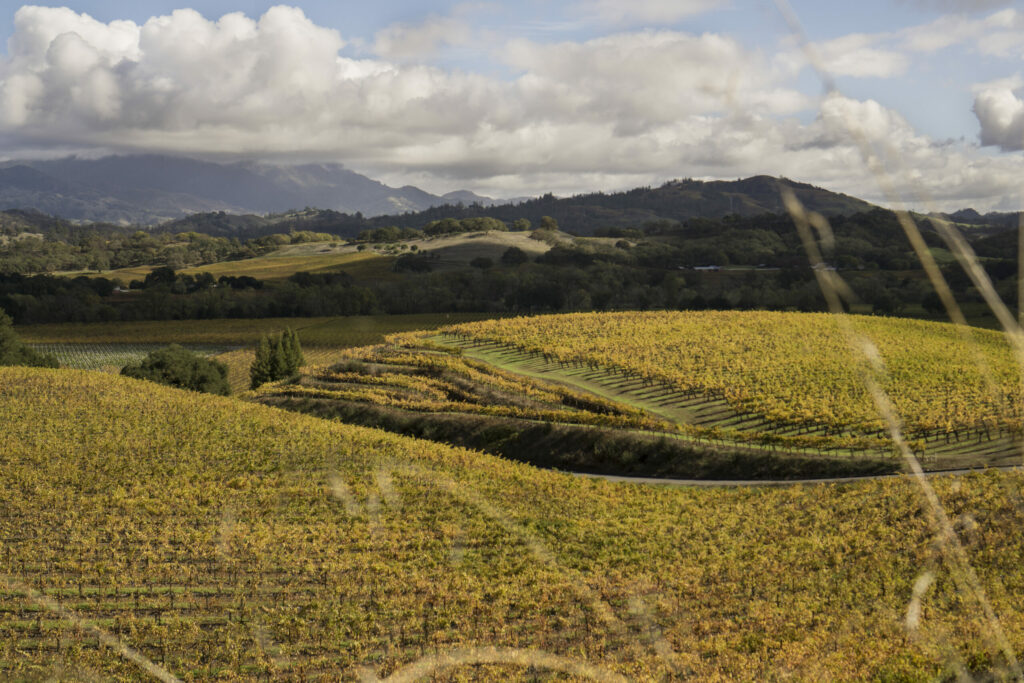 Stuhlmuller Vineyards near Healdsburg, Sonoma County