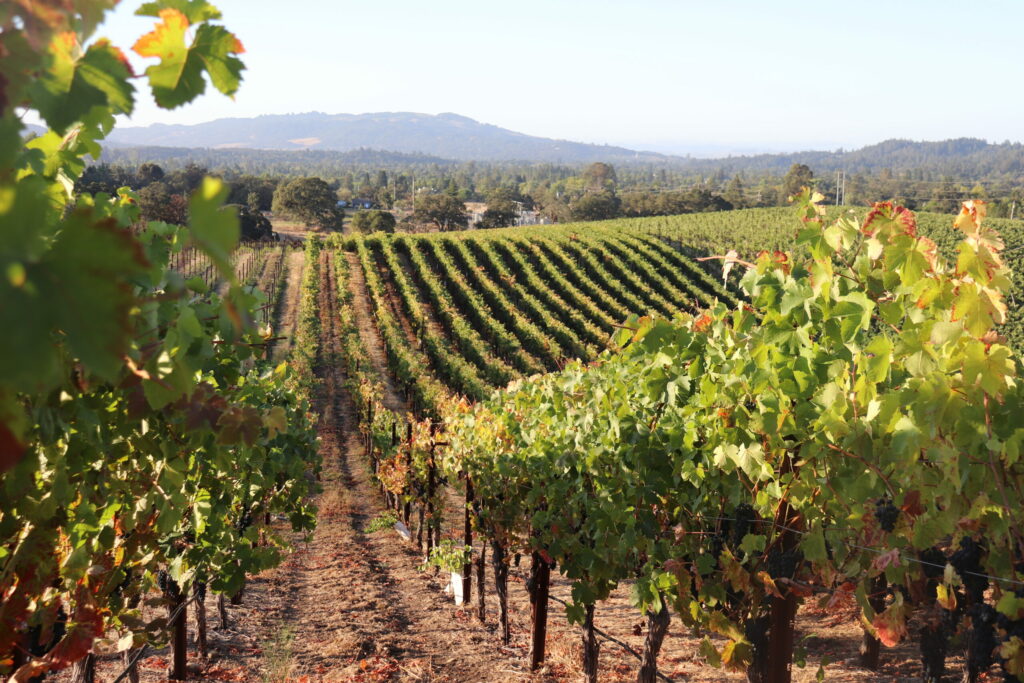 Kick Ranch Vineyards near Santa Rosa, Sonoma County