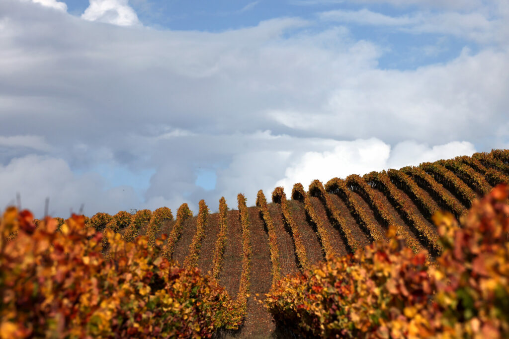 Terra de Promissio vineyard in Petaluma, Sonoma County
