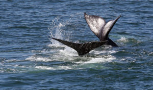 5/3/2014:A1: PASSING THROUGH: A pair of gray whales move north past Bodega Head on Thursday as they migrate to their summer feeding grounds off Alaska. The giant mammals have put on quite a show this week for visitors to the popular whale-watching spot that juts out into the ocean at the northern edge of Bodega Bay. PC: A pair of gray whales make their way north during their migration past Bodega Head on Thursday, May 1, 2014. (Christopher Chung/ The Press Democrat)