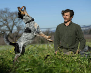 Farmer Sammy Tookey harvests carrots as his dog Coulter samples the produce on Tuesday, January 28, 2025, in the Alexander Valley just outside Jimtown. (Chad Surmick / The Press Democrat)