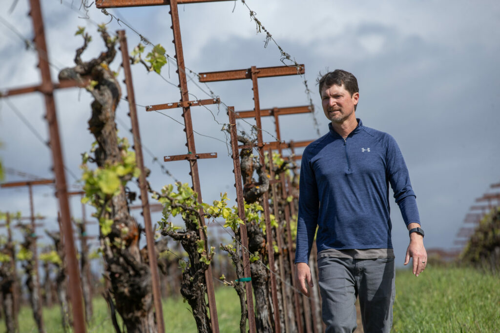 Bacigalupi Vineyard near Healdsburg, Sonoma County