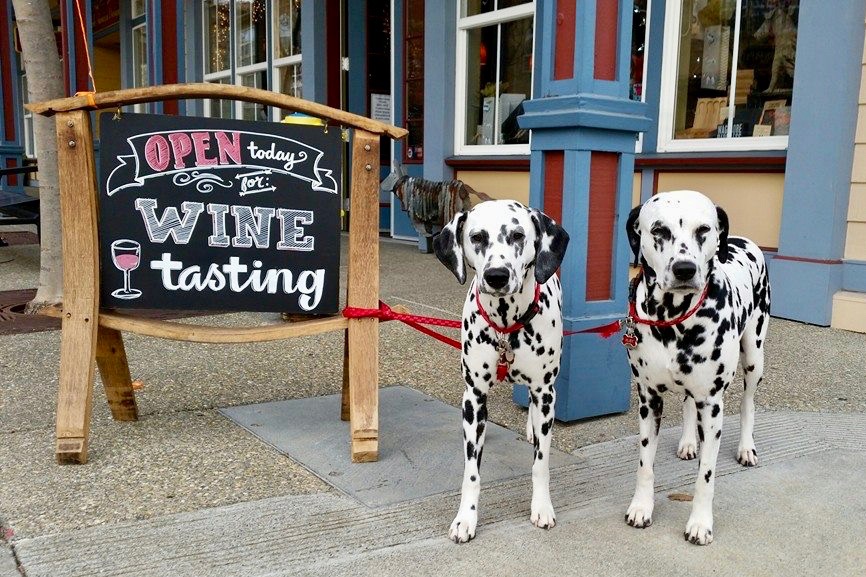 Dog-Friendly winery in Windsor, Sonoma County