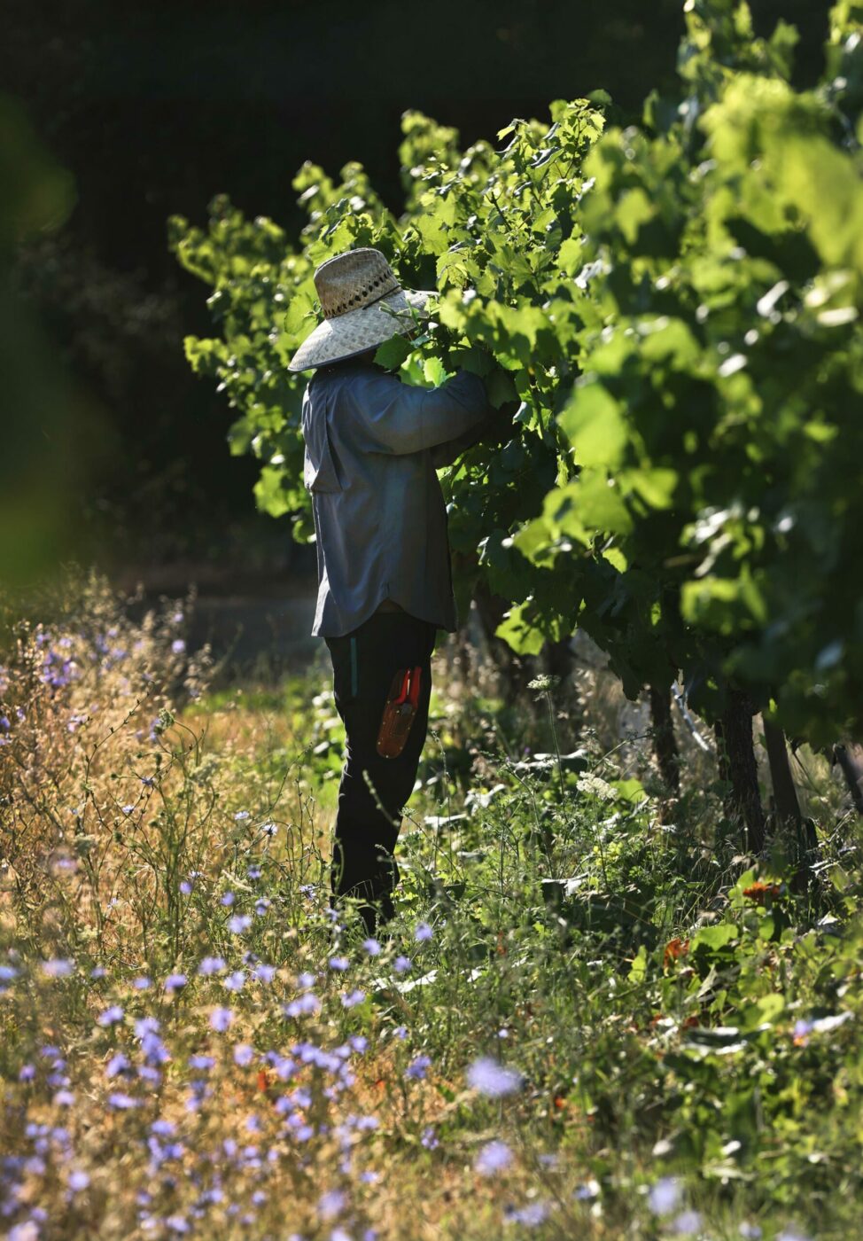 Tex Juen Park and Vineyard in Sonoma