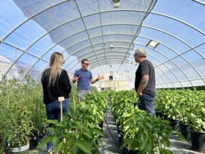 A greenhouse where Novavine, a plant nursery in Sonoma County, grows produce for the Redwood Empire Food Bank. (Redwood Empire Food Bank)