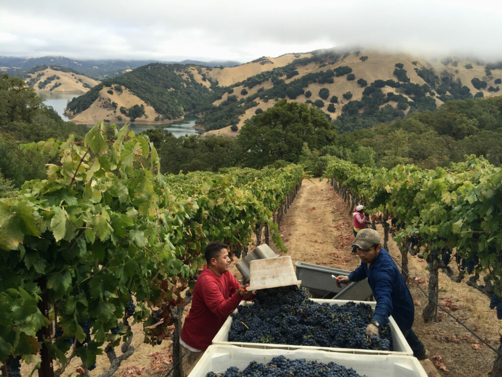 Florence Vineyard near Lake Sonoma