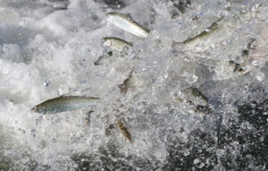 Approximately ten thousand steelhead smolts, from the Warm Springs Fish Hatchery, are released into the Russian River at the Healdsburg Veterans' Memorial Beach Dam Fish Ladder in Healdsburg on Monday, January 24, 2022. (Christopher Chung/ The Press Democrat)