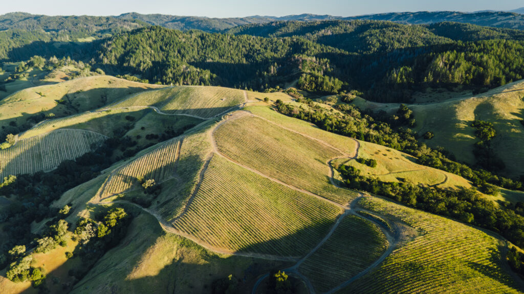 Las Cimas vineyard near Healdsburg, Sonoma County