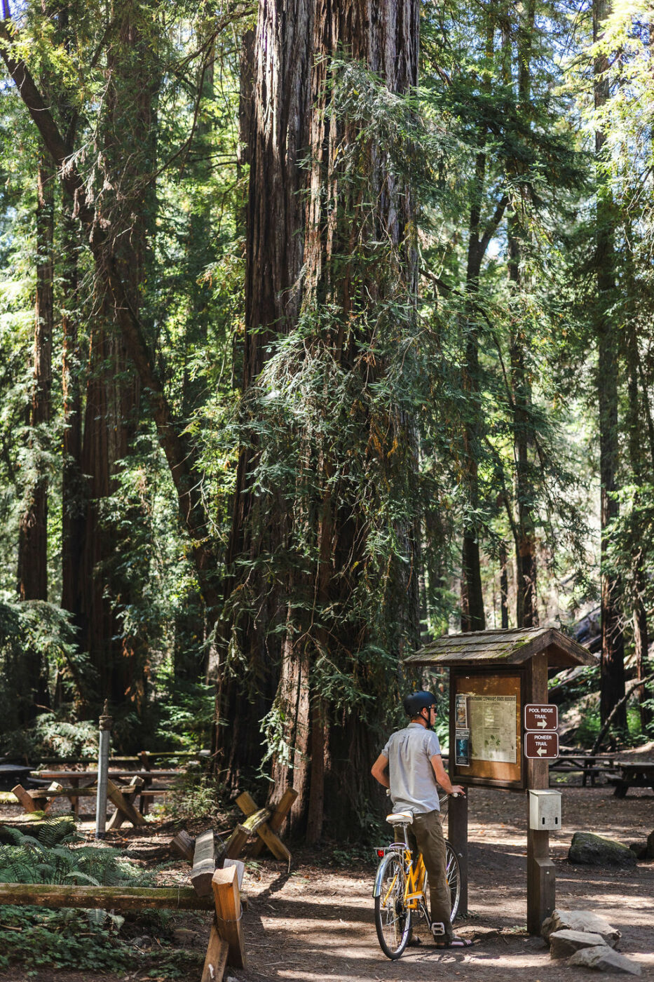 Armstrong Redwoods