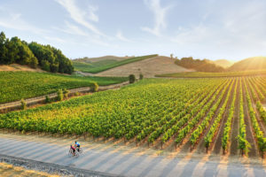 MacRostie Winery & Vineyards in Healdsburg. (Kim Carroll)