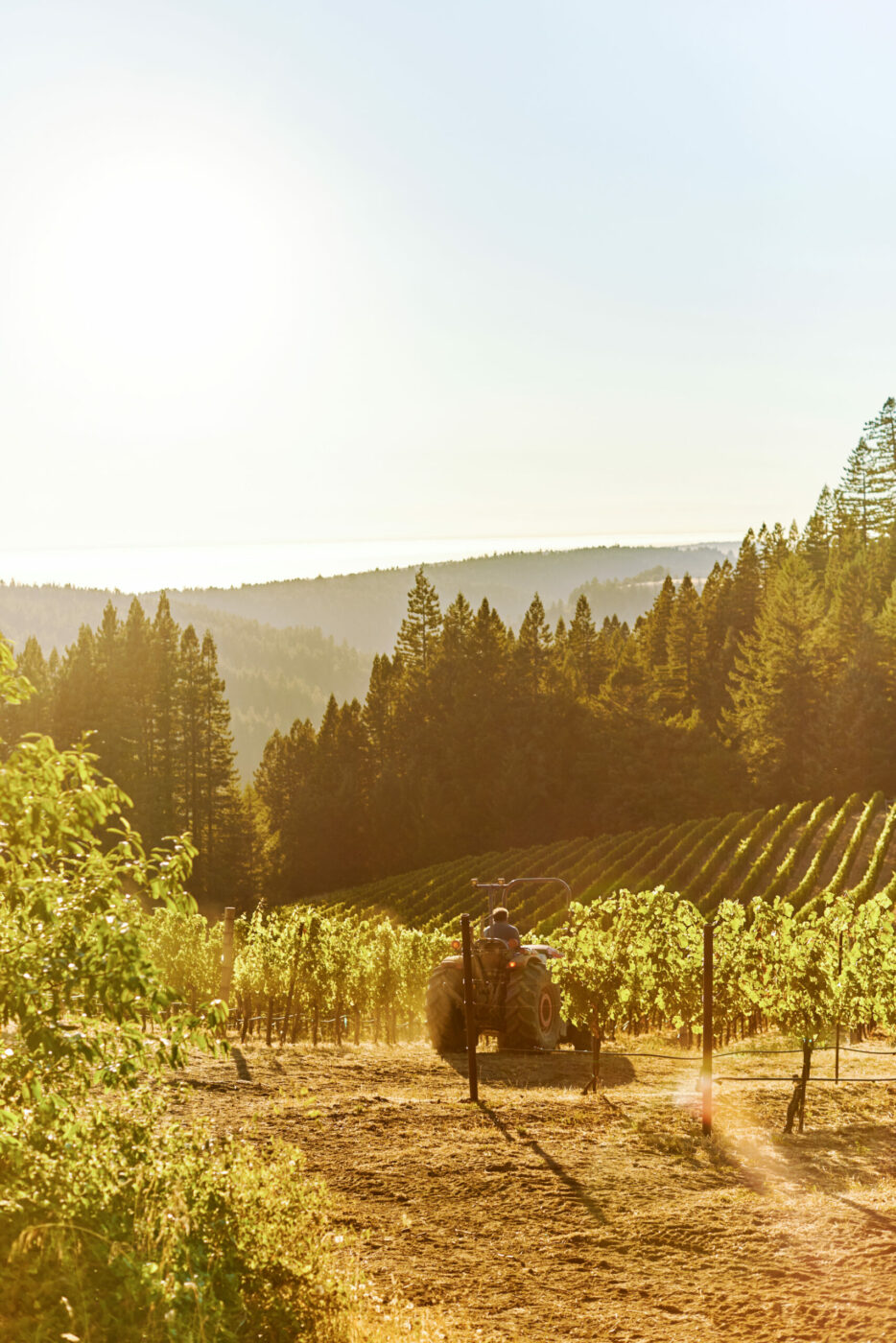 Iconic Hirsch Vineyards in Jenner