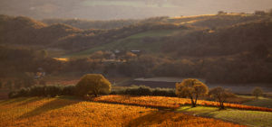 Kunde Vineyards at peak fall color in Kenwood. (Kent Porter / The Press Democrat)