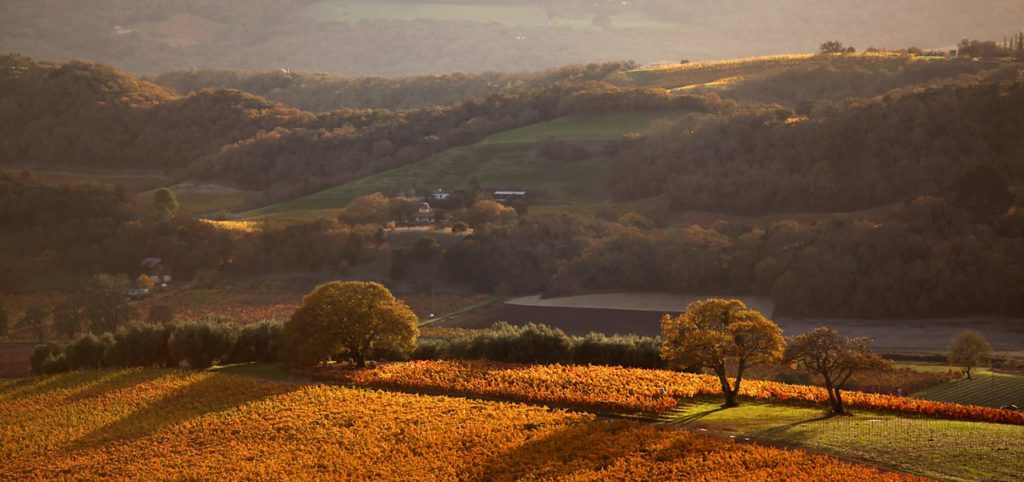 After the Fires: 19 Ways to Support Sonoma County