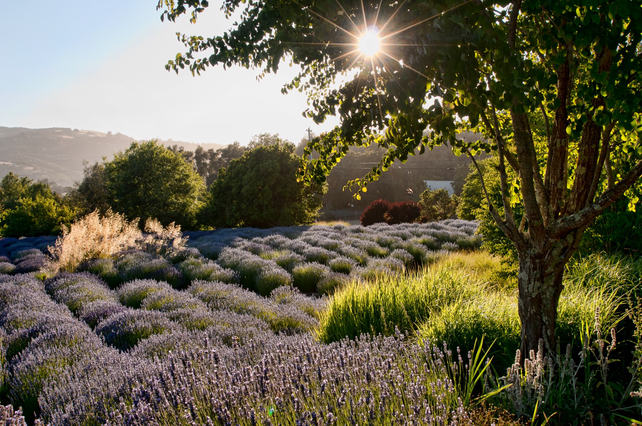 Sonoma County winery Matanzas