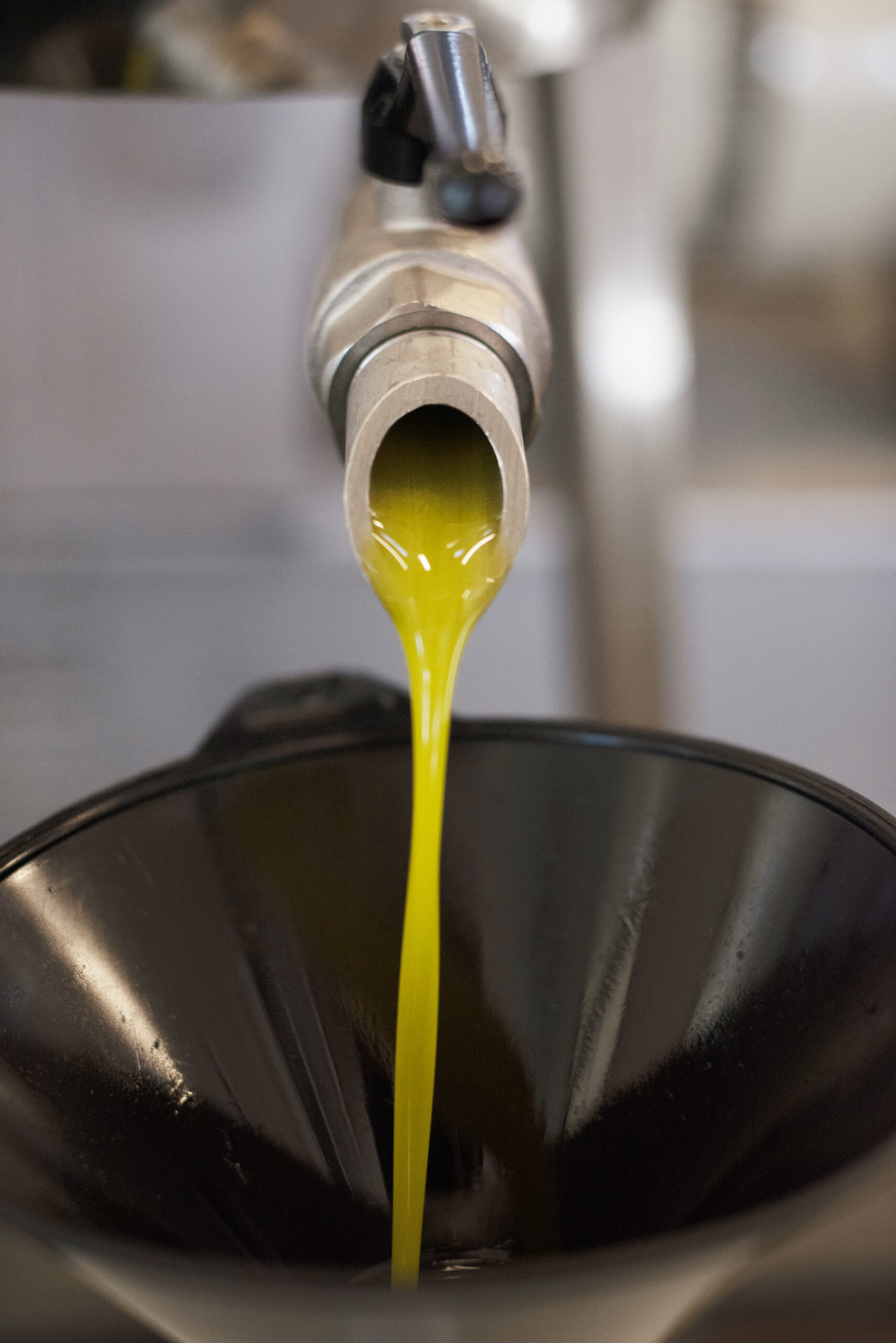Gold Ridge olive oil