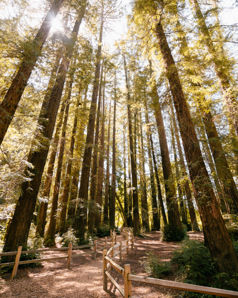 Riverfront Regional Park in Healdsburg