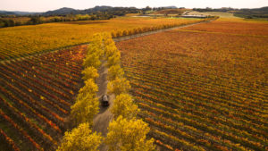 A visitor to Stonestreet Winery makes their way thropugh a full display of fall colors in the Alexander Valley near Jimtown north of Headldsburg. (Chad Surmick / The Press Democrat)