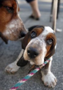 Mensona Kennel Club: This weekend at the Lyttle Cow Palace at the Sonoma County Fairgrounds, watch a few dozen smart dogs take part in agility trials. This entertaining event is free to attend, and takes place 8 a.m. to 4 p.m. Find out all the details at mensona.org. (PD FILE)